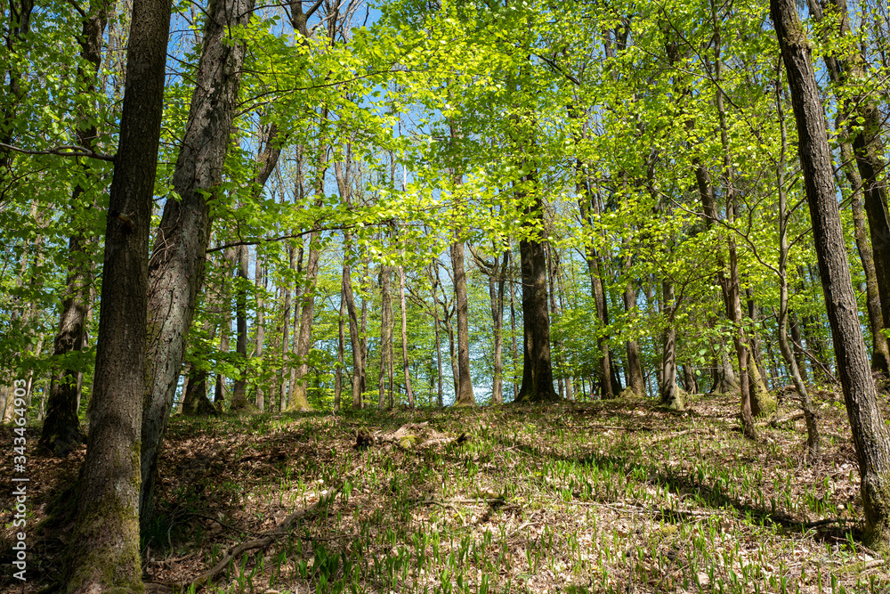 Fototapeta premium Buchenwald im Frühling mit Maiglöckchen