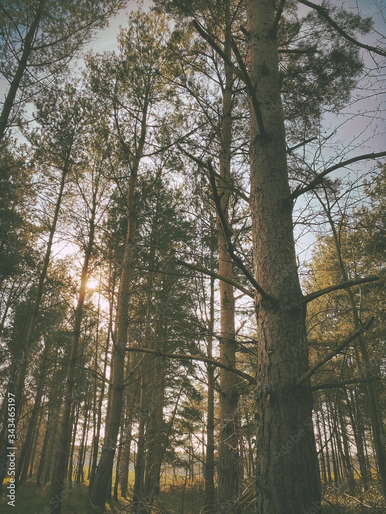 Fototapeta premium Big and tall pine trees are seen in a dense forest. Natural treescape on scenic woodland trail. Abstract backlit view as afternoon sun shines through branches. Moody atmosphere with natural silhouette