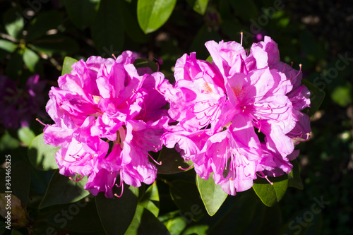 fleurs de rhododendron   clair  es par le soleil avec un arri  re plan sombre