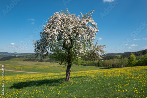 Einsamer Obstbaum in voller Bl  te auf L  wenzahnwiese