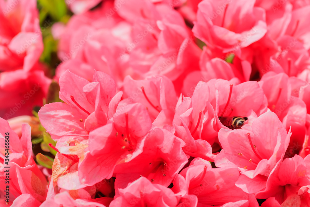 ミツバチとピンク色のツツジ　松本つつじ園　長崎県大村市　
Bee and Pink Azalea Nagasaki Oomura city