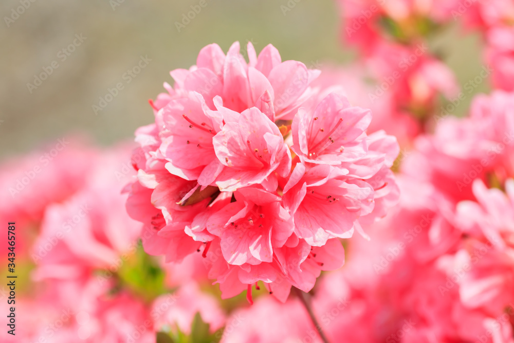 Fototapeta premium ピンク色のツツジ 松本つつじ園 長崎県大村市 Pink Azalea Nagasaki Oomura city