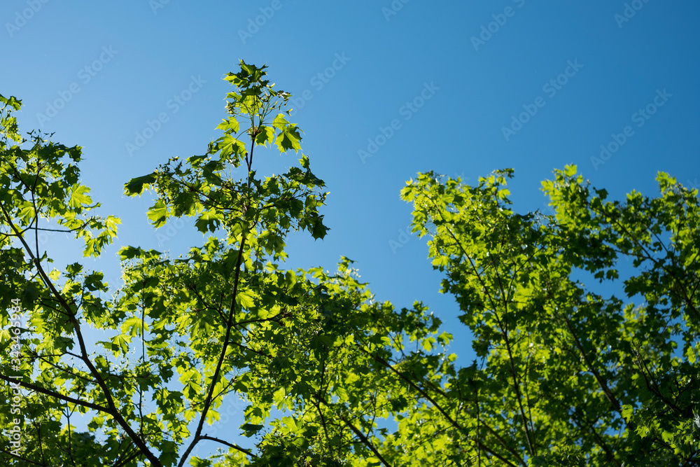 la lumière à travers les feuilles des arbres avec le ciel bleu en arrière plan 