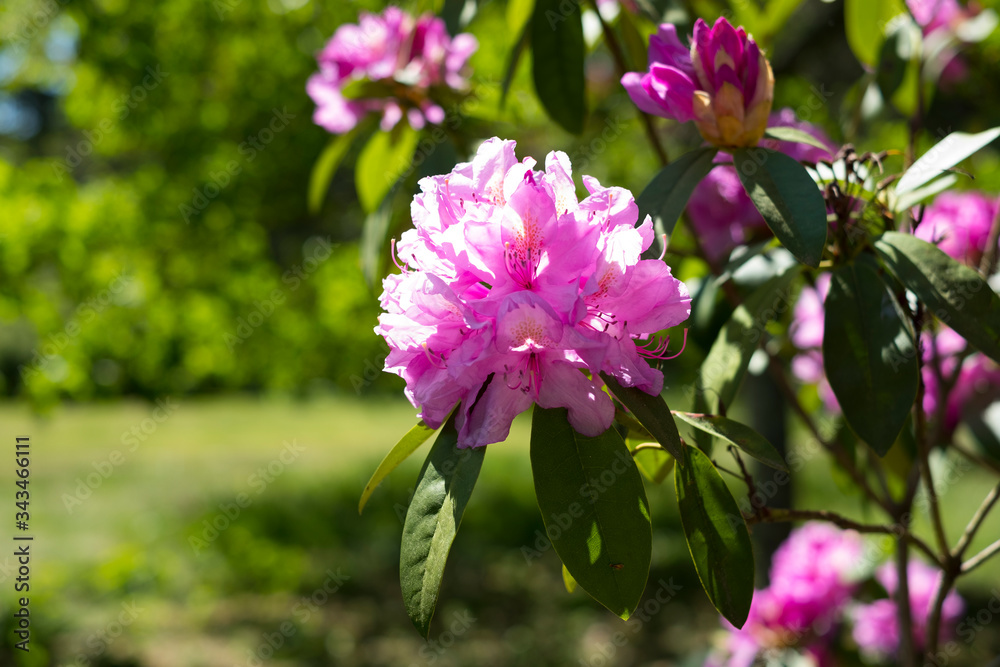 Fototapeta premium fleurs de rhododendron avec un arrière plan flou