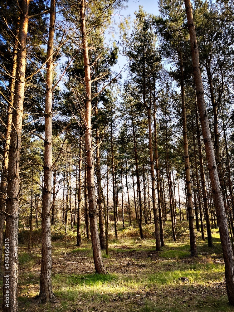 Fototapeta premium Tall and straight mature pine trees in a dense forest during early spring. Afternoon sunset creates colorful scene in nature. Natural woodland background.