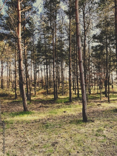 Tall and straight mature pine trees in a dense forest during early spring. Afternoon sunset creates colorful scene in nature. Natural woodland background.