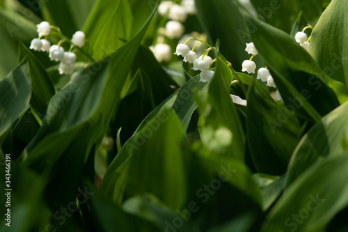 Lily of the valley flower white green leaf muguet