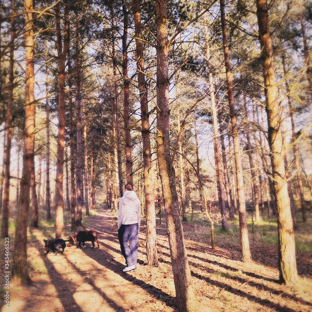 Tall pine trees in rural dense forest. Natural treescape scene in woodland trail. A man is seen from behind walking through tree trunks during sunset. Tall pine trees in rural dense forest. Natural treescape scene in woodland trail. A man is seen from behind walking through tree trunks during sunset.