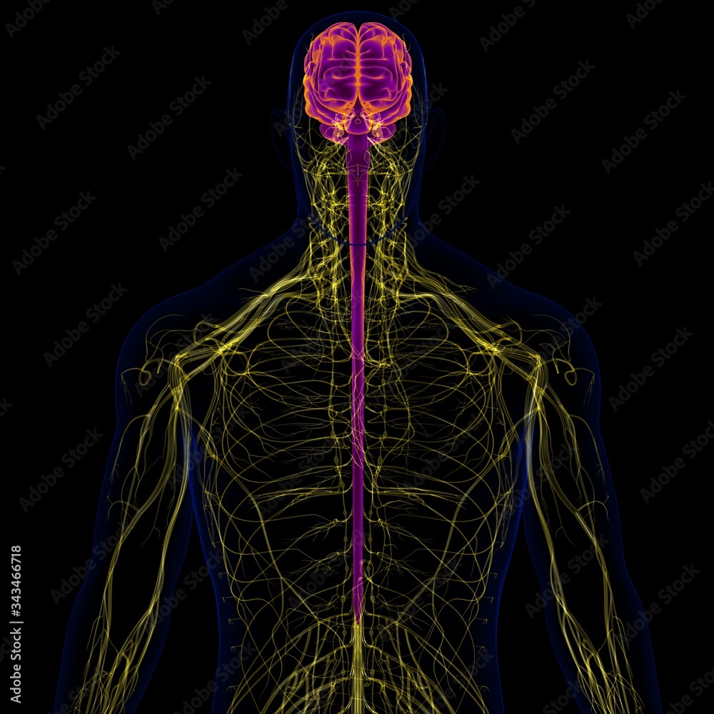 3D Illustration Human Brain With Nervous System Anatomy Stock ...