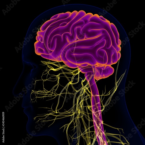 Fotografie 3D Illustration Human Brain With Nervous System Anatomy