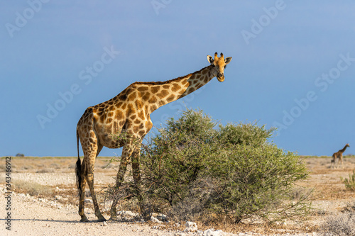 Giraffe im Etosha Nationalpark  Namibia