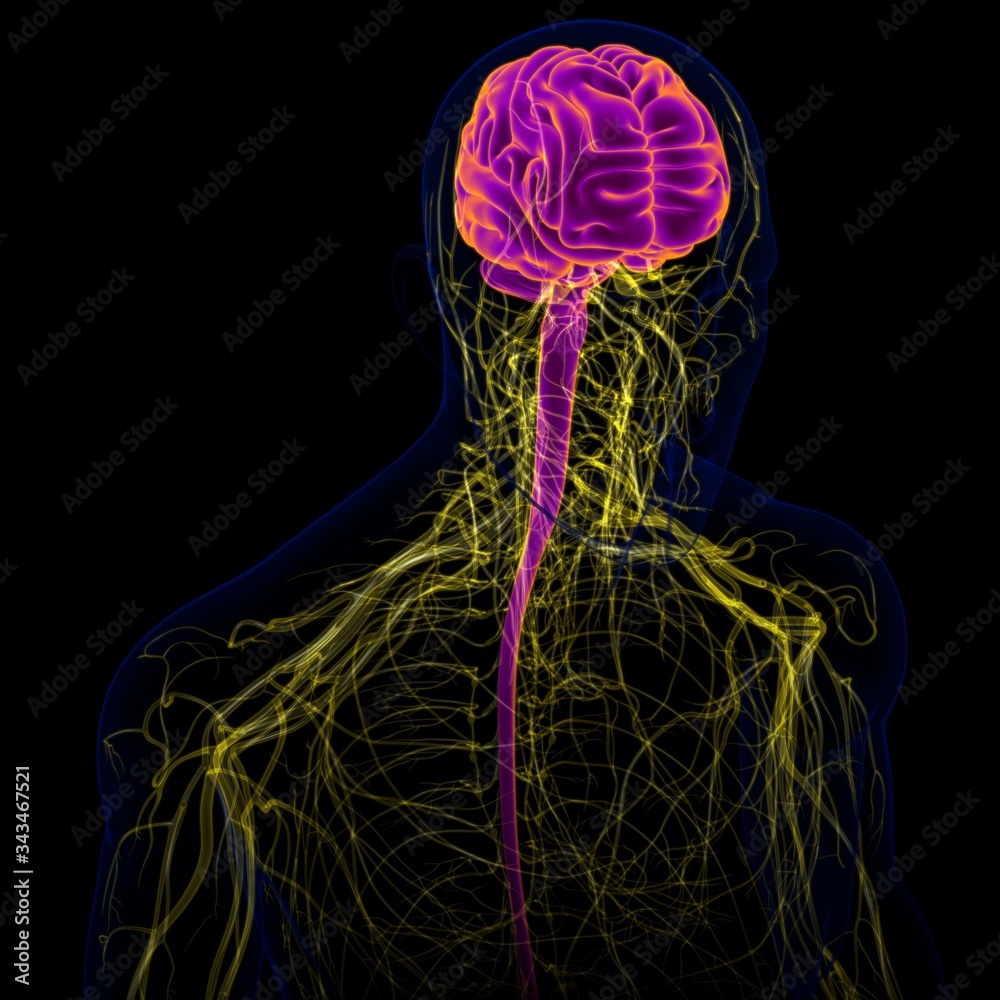 3D Illustration Human Brain With Nervous System Anatomy Stock ...