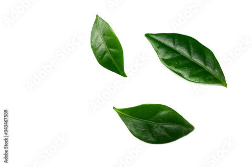 coffee leaves isolated on a white background