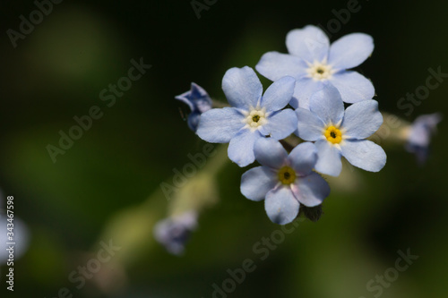 blue and yellow forget me not flowers
