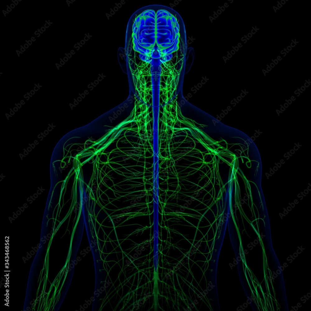 3D Illustration Human Brain With Nervous System Anatomy Stock ...