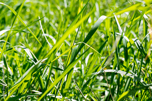 hautes herbes éclairées par le soleil