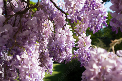 Une glycine en fleurs éclairée par le soleil