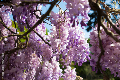 Une glycine en fleurs éclairée par le soleil