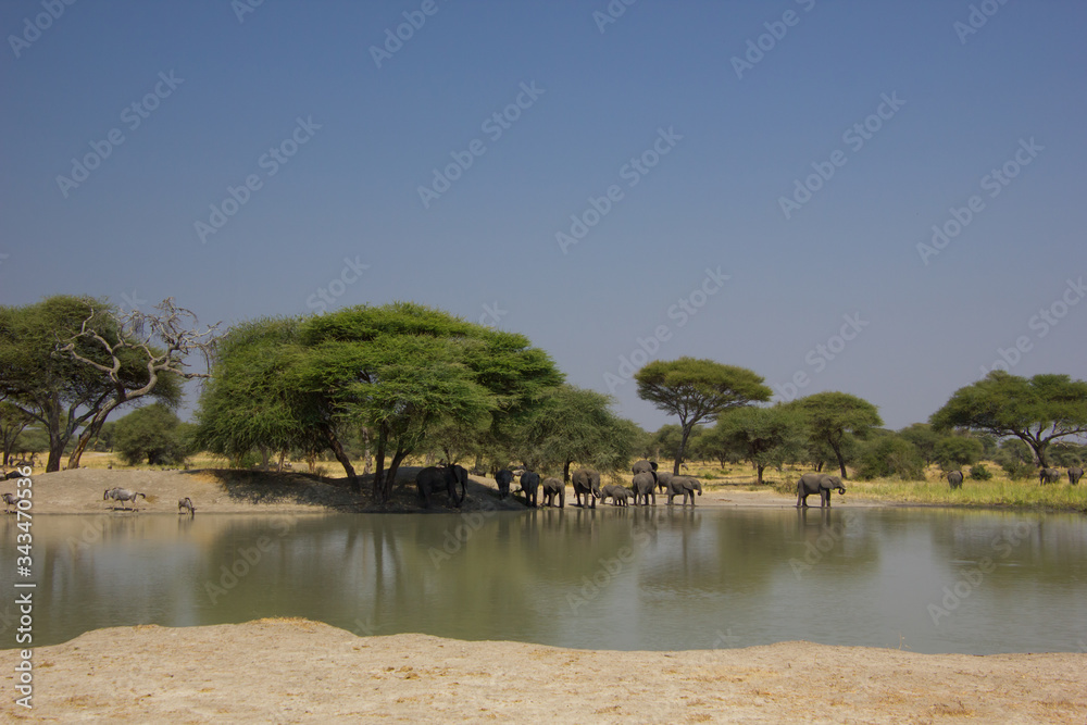 Billabong in Tanzania with elephants under baobabs Billabong in Tanzania with elephants under baobabs