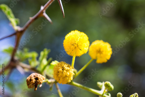 Low angle of Acacia tree branch with flowers against blue sky, South Africa