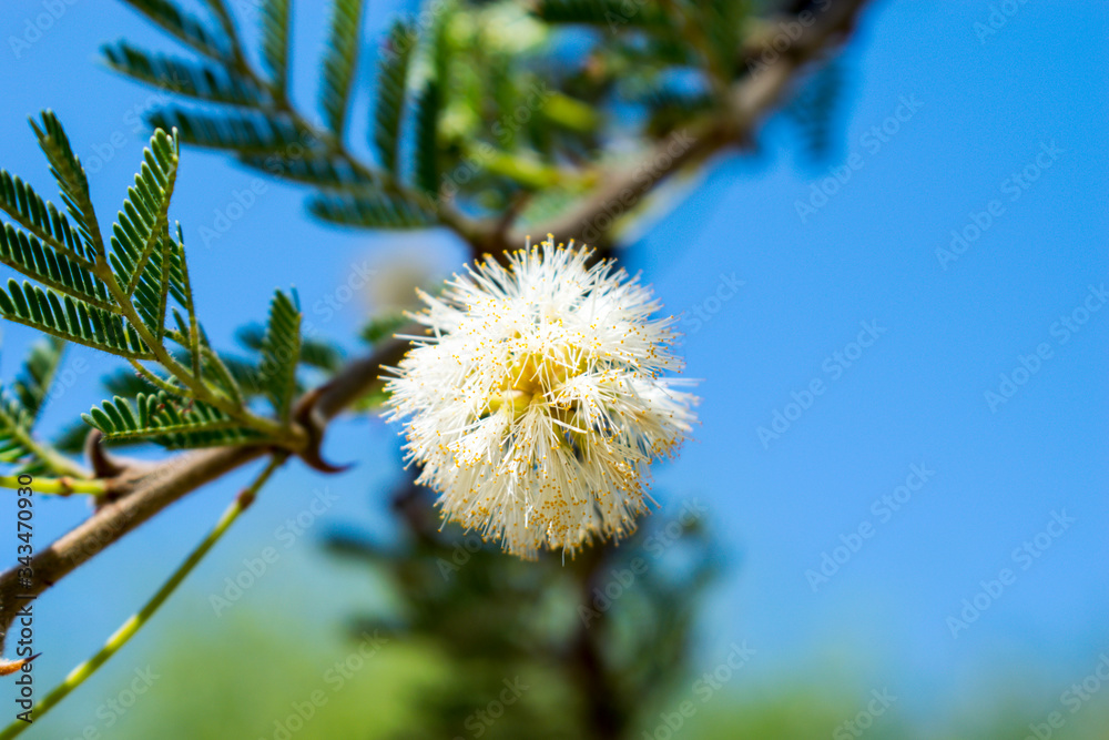 Obraz premium Low angle of Acacia tree branch with flowers against blue sky, South Africa