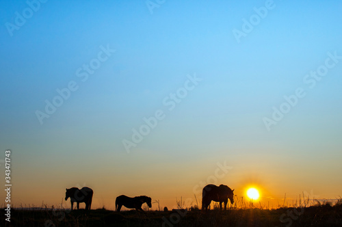 Horses grazing, walking at sunset with picturesque sky