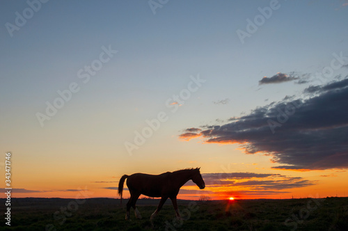 Horses grazing  walking at sunset with picturesque sky