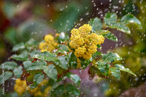 bush of yellow mahonia in the pouring rain in spring photo