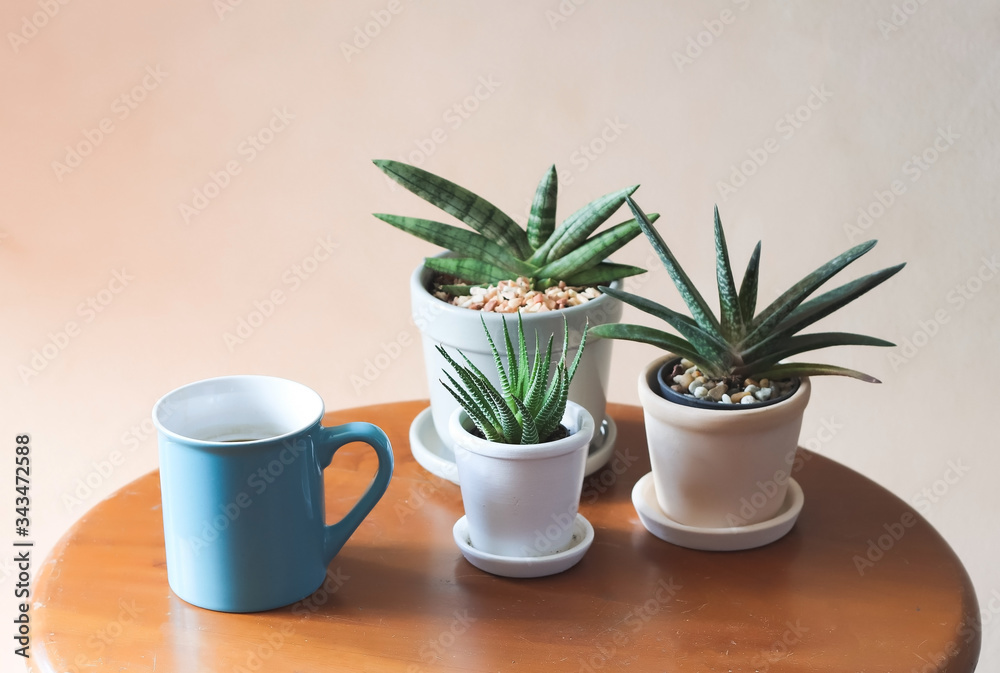  plant pots of Sansevieria or snake plant and blue coffee mug on wooden table  with morning sunlight,stay safe, self isolation, quarantine concept.