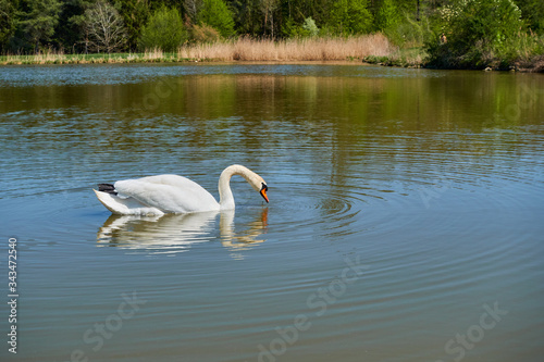 white swan floating on the lake