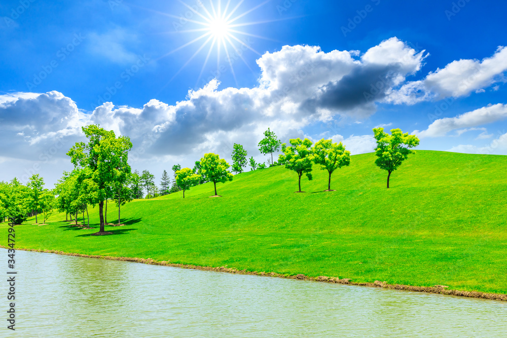 Green grass and tree on a sunny day.