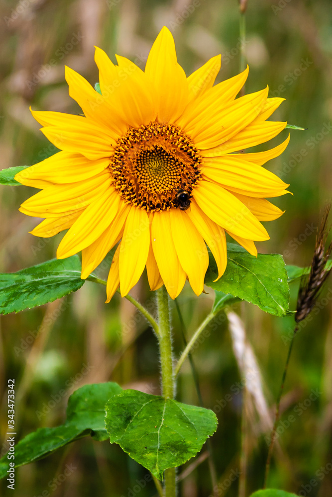 Fototapeta premium sunflower in the garden