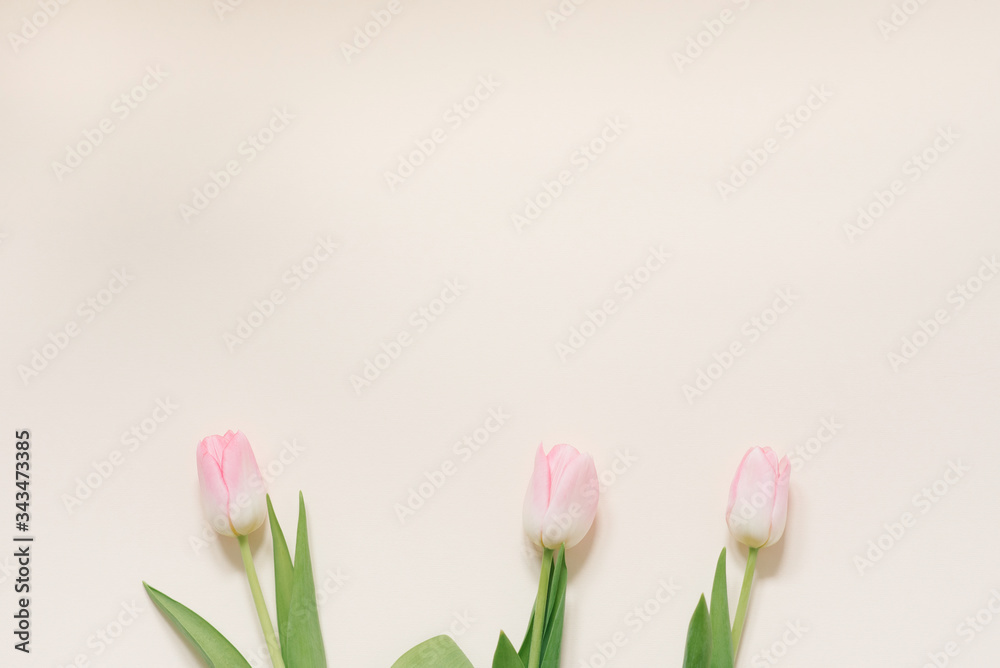 Spring flowers of pink tulips on a white background, top view in flat lay style. Congratulations on women's or mother's day. Copy space Spring flowers of pink tulips on a white background, top view in flat lay style. Congratulations on women's or mother's day. Copy space
