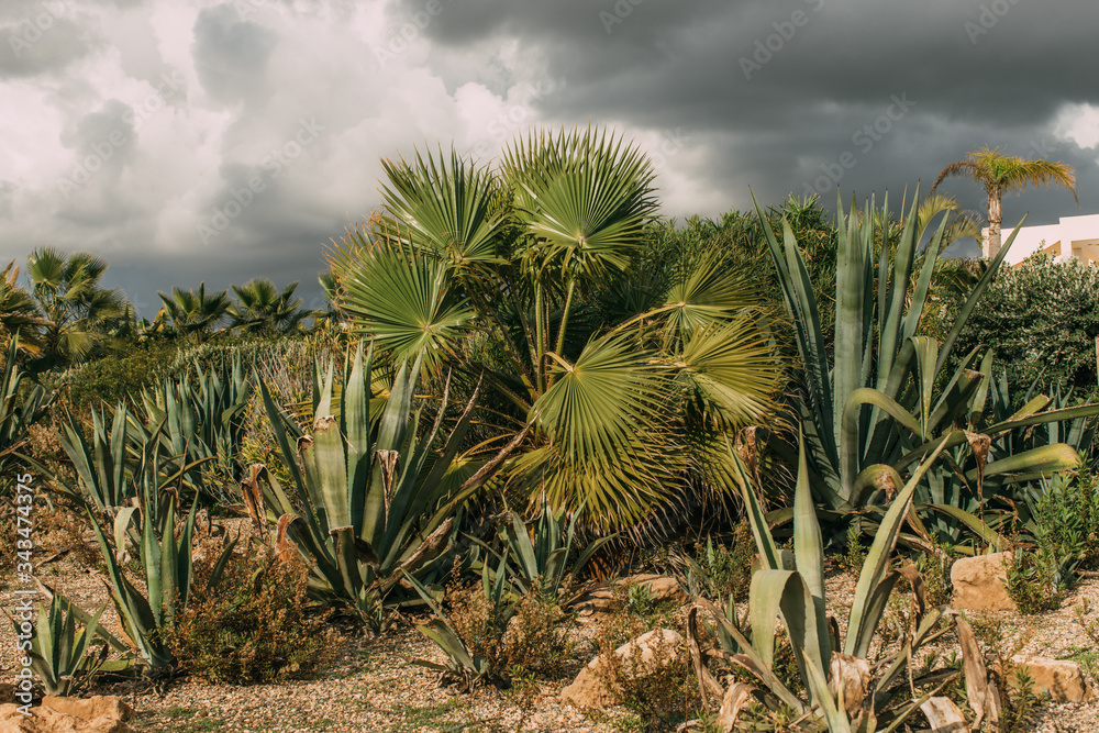 Green palm trees and aloe leaves against grey cloudy sky Green palm trees and aloe leaves against grey cloudy sky