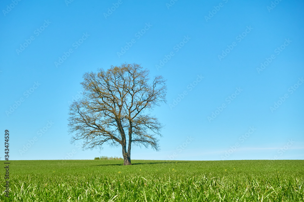 Obraz premium one tree on a green field and cloudless sky