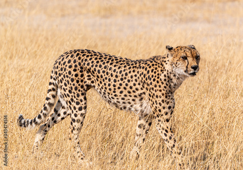 Cheetah in the Kruger National Park, South Africa