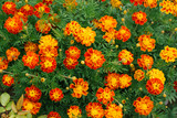 flower background of orange flowers marigolds in the garden in summer