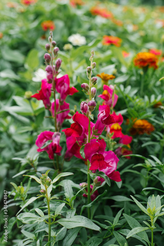 Bright beautiful flowers Snapdragon fuchsia grow in the summer in the garden on the bed. Selective focus