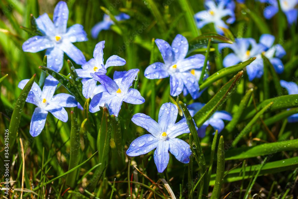Closeup of blooming blue scilla luciliae flowers with raindrops in sunny day. First spring bulbous plants. Selective focus with bokeh effect.