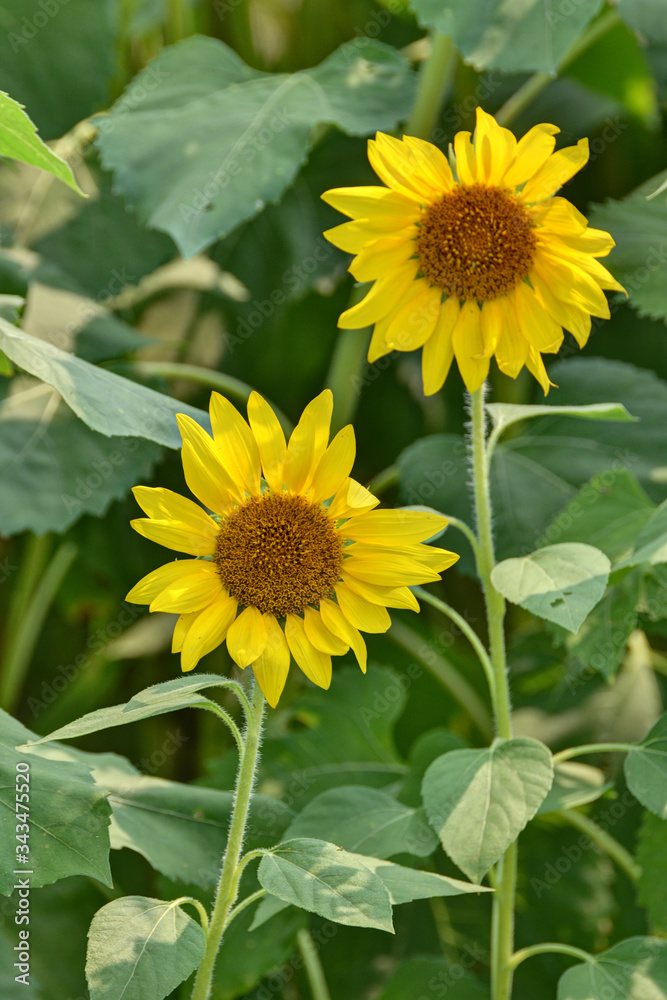 Obraz premium ひまわり