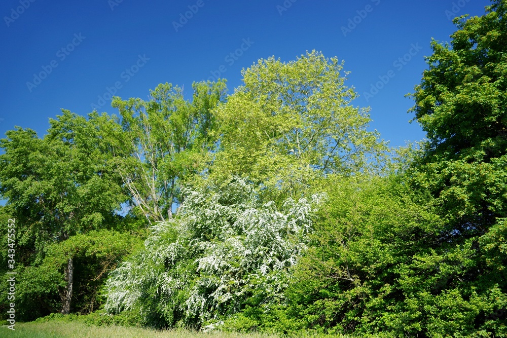 Weißdornbusch
