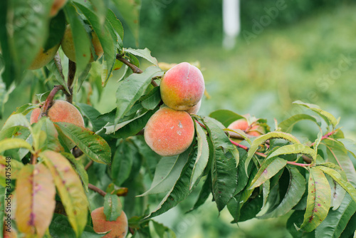 Peaches that are susceptible to disease grow on a tree in the garden