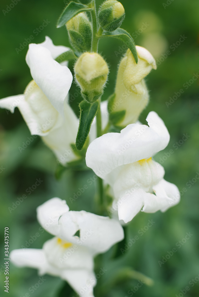 Beautiful white Snapdragon flowers in close-up grow in the garden in summer. Selective focus