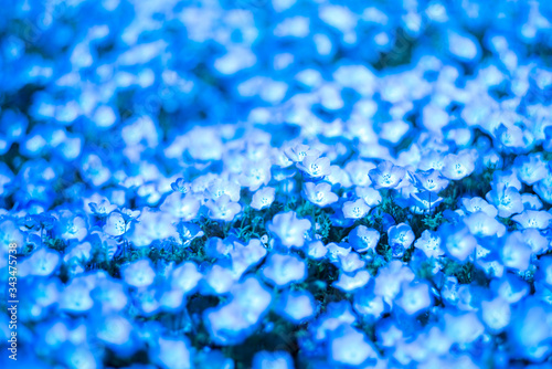 Nemophila
