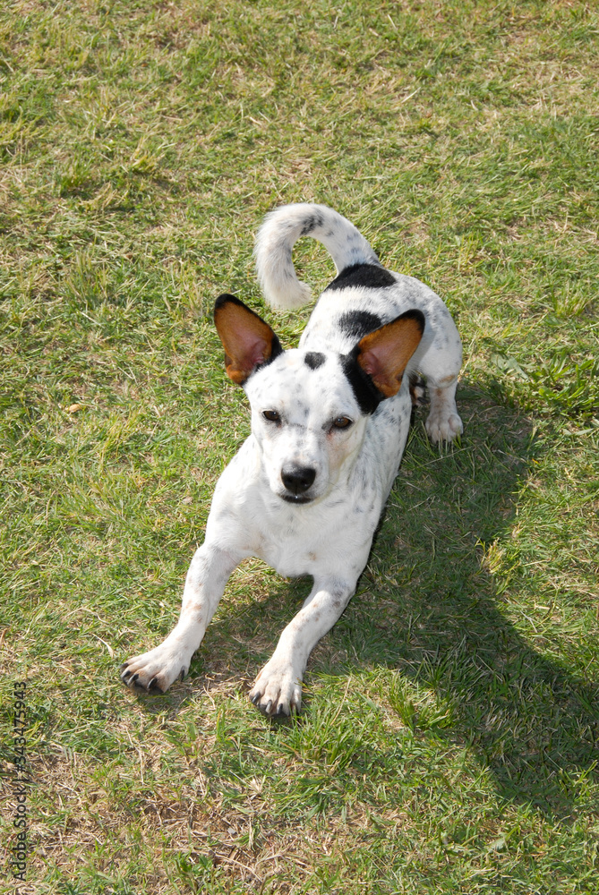 Black and white spotted Jack Russel stretching on the grass, South Africa