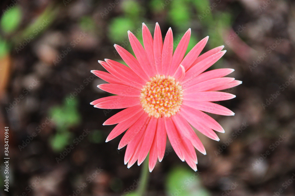 Obraz premium SW - FLORES 117