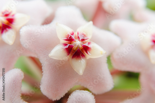 Star shape flower, Hoya Carnosa, also known as porcelain flower or wax plant. Macro photo on the flower. photo