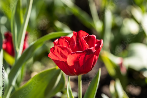 Gouda  South Holland the Netherlands - April 27 2020  Bright red tulip bading in sunlight shot with a macro lens and shallow depth of field giving blurry effects