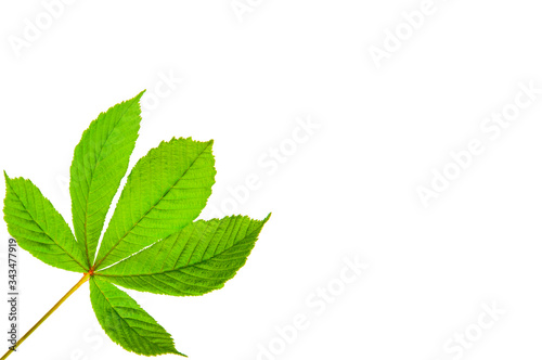 chestnut leaf on a white background. greens close up