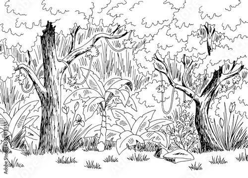 Jungle rain forest graphic black white landscape sketch illustration vector